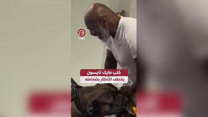 كلب مايك تايسون يخطف الأنظار بضخامته