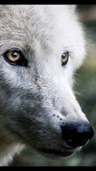 Wolves secret...... You must know #motivational #short