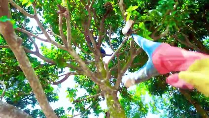 Shaktiman And Monkey Special Trending Funny Comedy Video 2024Amazing Comedy Video 2024 Episode 272