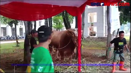 Sapi Kurban dari Jokowi, Ma'ruf Amin, hingga Megawati Disembelih di Masjid Istiqlal