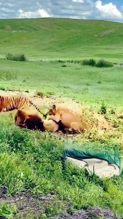 Fight tiger and loon