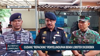 Gudang Repacking Penyelundupan Benih Lobster Digerebek