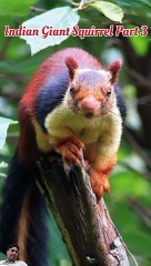 Indian giant squirrel or Malabar giant squirrel Nest (part 3)
