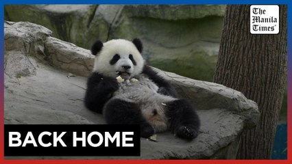 Foreign-born pandas join China's efforts to boost wild