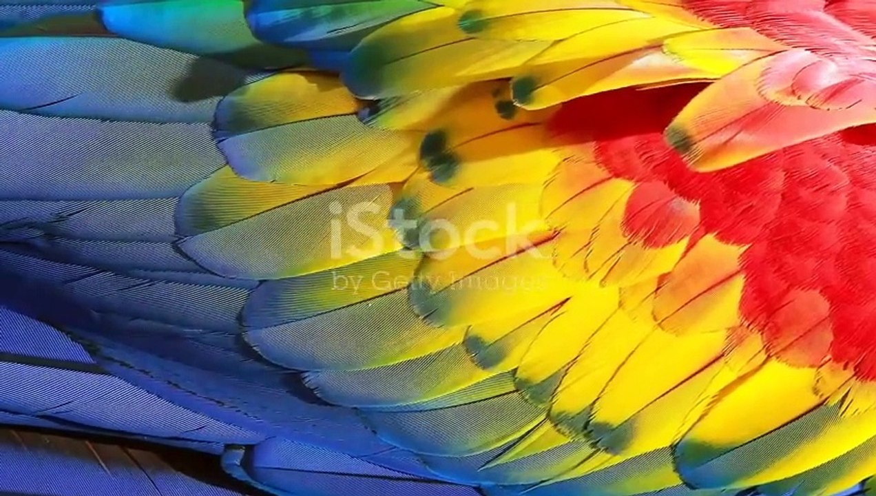 Nature of world cartoons  #animals #cute #lion #wildlife #elephant #mammals #wildanimals #animation