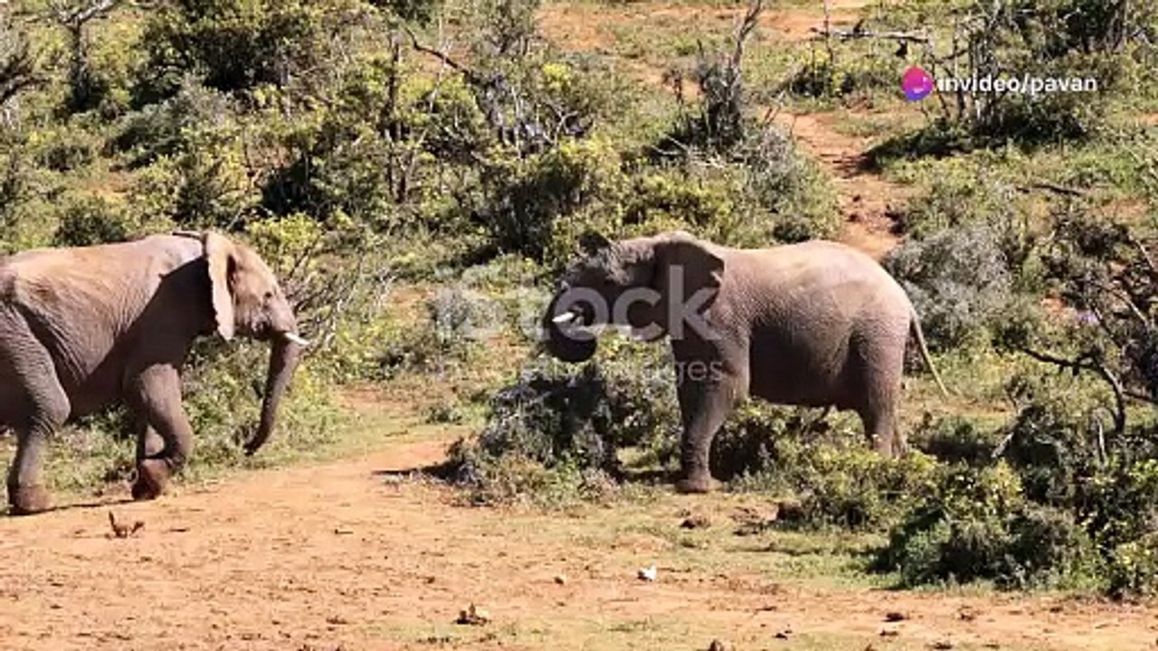 wildlife #animals  #cute  #lion  #wildlife  #elephant  #mammals  #wildanimals  #animationvideo