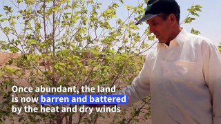 Once fruitful, Libyan village suffers climate crisis