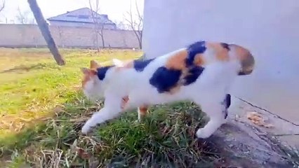 A cute cat goes to sleep on the sand 