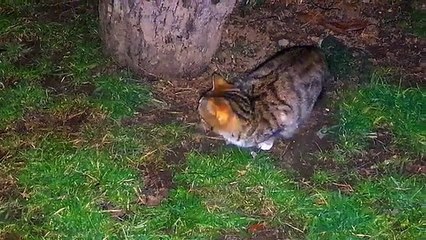 Cute kitten climbing a tree (Night shot)