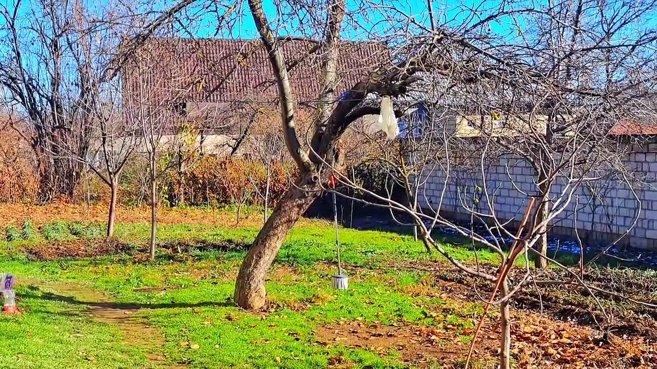 Cute kitten eats food  The kitten was very hungry.