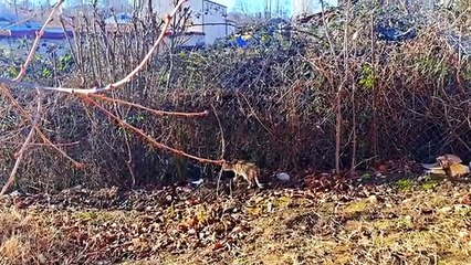 A cute kitten is looking for something