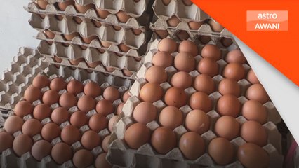 Harga telur turun, pengguna, peniaga lega