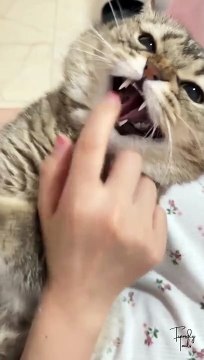 Angry Cat #cat #cats #catshorts #catvideos #catlovers #catlover #catsofinstagram #usa #usacats