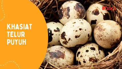 Khasiat Telur Puyuh