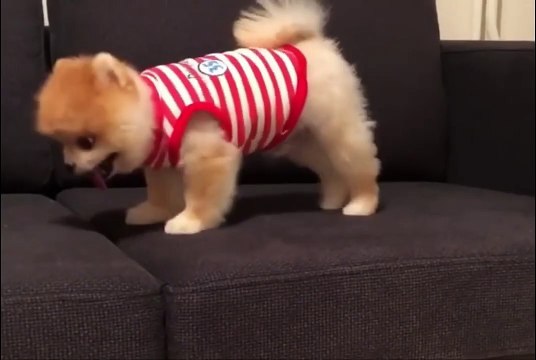 Лучшие Приколы про шпицев Подборка приколов про собак и щенков померанских шпицев