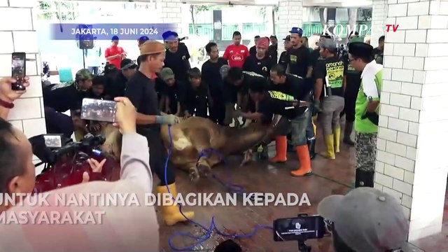 Sapi Kurban dari Jokowi hingga Gibran Disembelih di Masjid Istiqlal