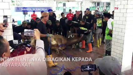 Sapi Kurban dari Jokowi hingga Gibran Disembelih di Masjid Istiqlal