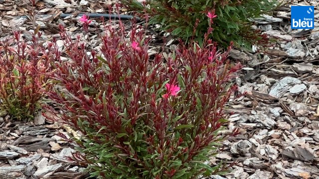 Roland Motte, jardinier : le gaura, une vivace gracieuse et robuste