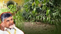 Andhra pradesh మామిడి రైతులకు Good News..  టన్నుకు రూ.30వేలు ఇచ్చేలా ఆదేశాలు | Oneindia Telugu