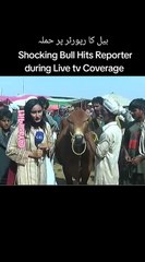 Reporters pay bull ka hamla