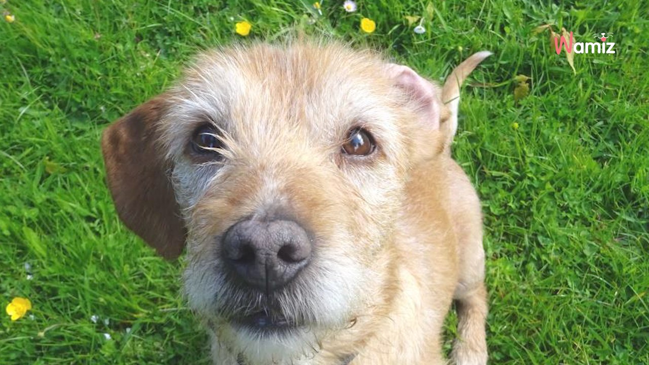 Sorti de fourrière alors qu'il était très maigre, ce chien aimerait maintenant connaître une vie meilleure