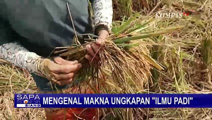 Apa Arti Ungkapan 'Ilmu Padi'? Simak Penjelasannya Berikut Ini - SELASA BAHASA