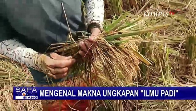 Apa Arti Ungkapan 'Ilmu Padi'? Simak Penjelasannya Berikut Ini - SELASA BAHASA