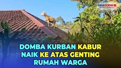 Viral! Domba Kurban di Cianjur Kabur Naik ke Atas Genting Rumah Warga saat Mau Disembelih