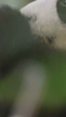 Le cri du panda : comment s'appelle-t-il ? 🐼