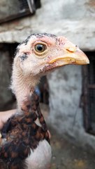 Pakistani aseel Asad Aseel