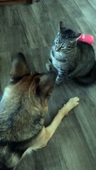 funny cat and dog fights#shorts