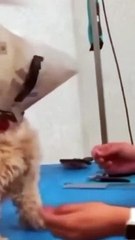 Funny Animal Videos 2022  Best Dogs And Cats Videos  # 55