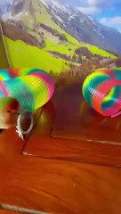Bird_Training___Smart_lovebird_Parrot___Smart_Little_Cute_Parrot_#training_#smartparrot_#cute(360p)