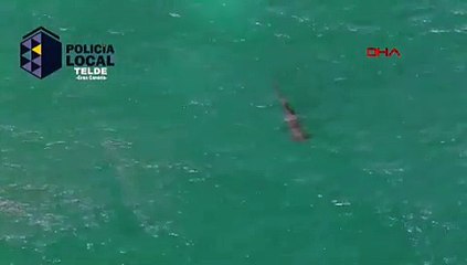 İspanya’da köpek balığı paniği: Plaj kapatıldı