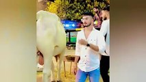 funniest moments of qurbani animals  part_-5 _ qurbani funny animals_funny animals