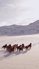 Horses running on the mountain.
