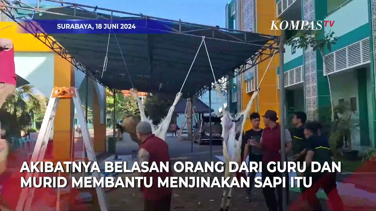 Momen Sapi Kurban Iduladha Mengamuk, Berlari, dan Jagal Terpental