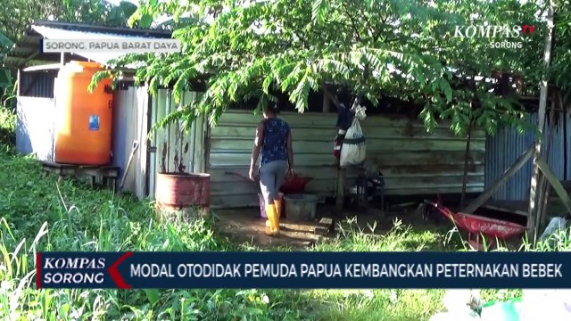 Cerita Sukses Seorang Pemuda Papua di Sorong Raup Untung Jadi Peternak Bebek