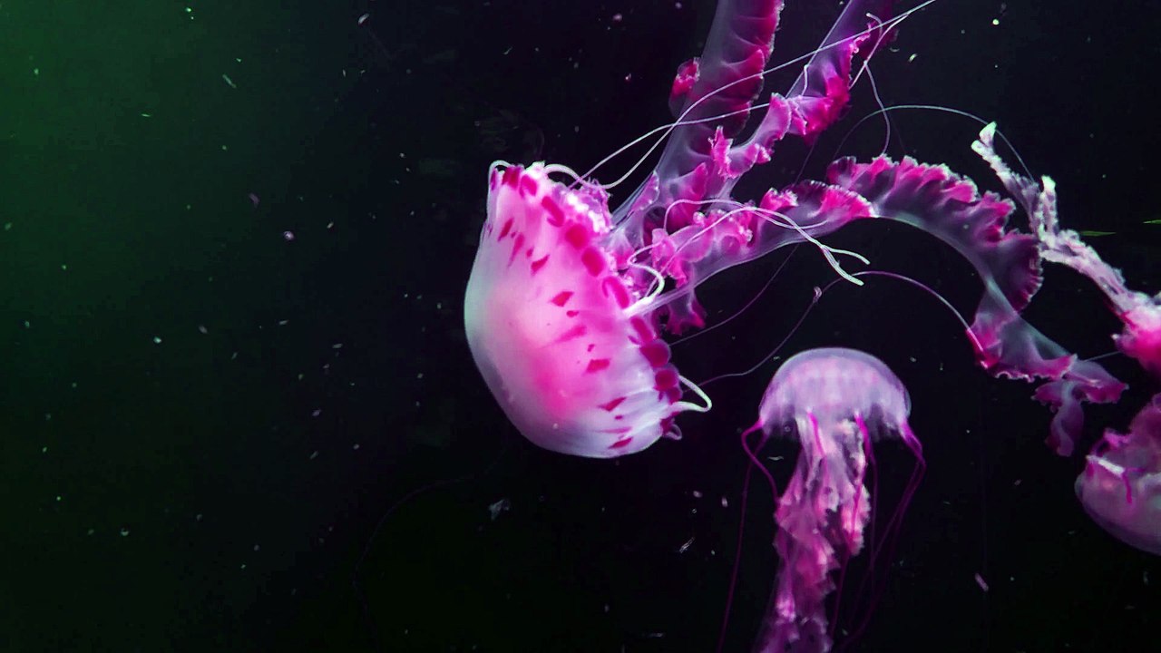 JellyFish Dance