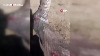 Yer Hakkari: Türkiye’nin en zehirli yılanı bastonla böyle öldürüldü