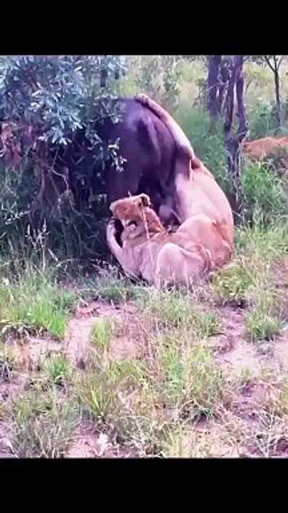 1717088233584_1717088233585