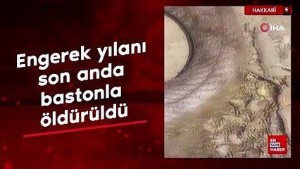 Hakkari'de engerek yılanı son anda bastonla öldürüldü