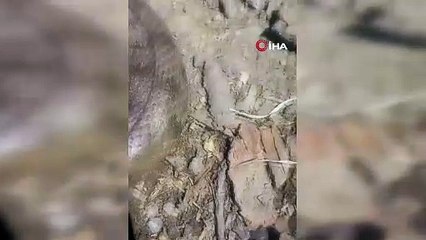 Bölge halkına korku yaşattı! Türkiye'nin en zehirli yılanı o ilimizde görüldü