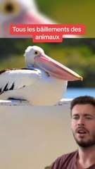 Tous les baillements des animaux