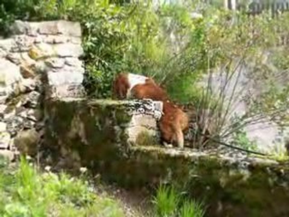 Les aventures de MAX