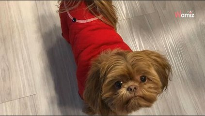 Ihr Opa soll auf ihren Hund aufpassen: Ein Zettel enthüllt die Wahrheit!