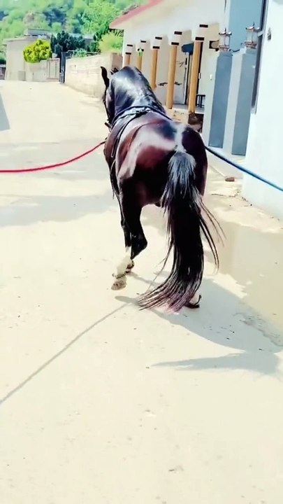 Horse