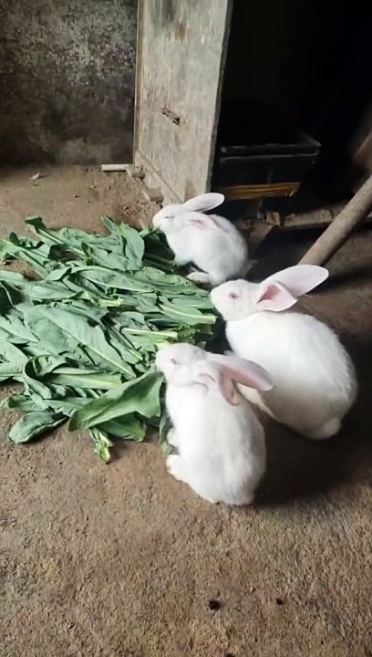 Rabbit Love to Eight