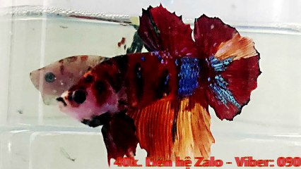 KaraOke - BÀI TÌNH CA CHO EM (Koi nemo galaxy)_ngắt lời