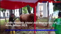 Sapi Kurban dari Jokowi, Ma'ruf Amin, hingga Megawati Disembelih di Masjid Istiqlal